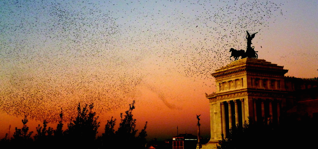 starling-rome-crop