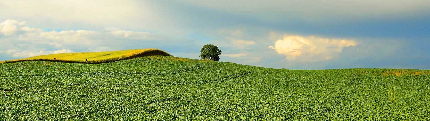 sugar beet field